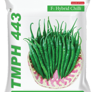 TRIMURTI CHILI 443