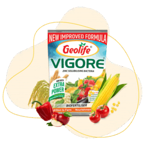 VIGORE