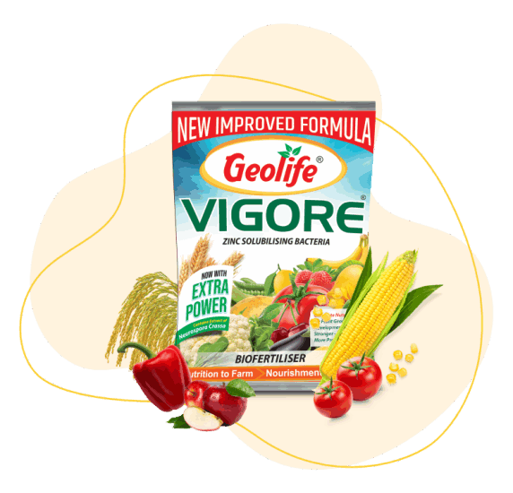 VIGORE