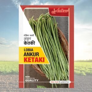 KETAKI LOBIA ANKUR