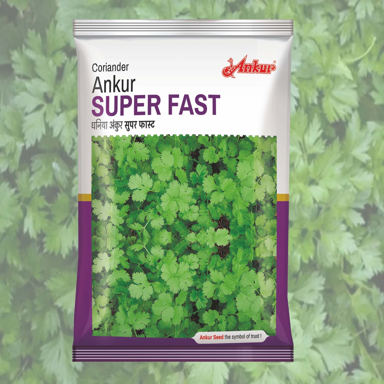 SUPER FAST ANKUR CORIANDER