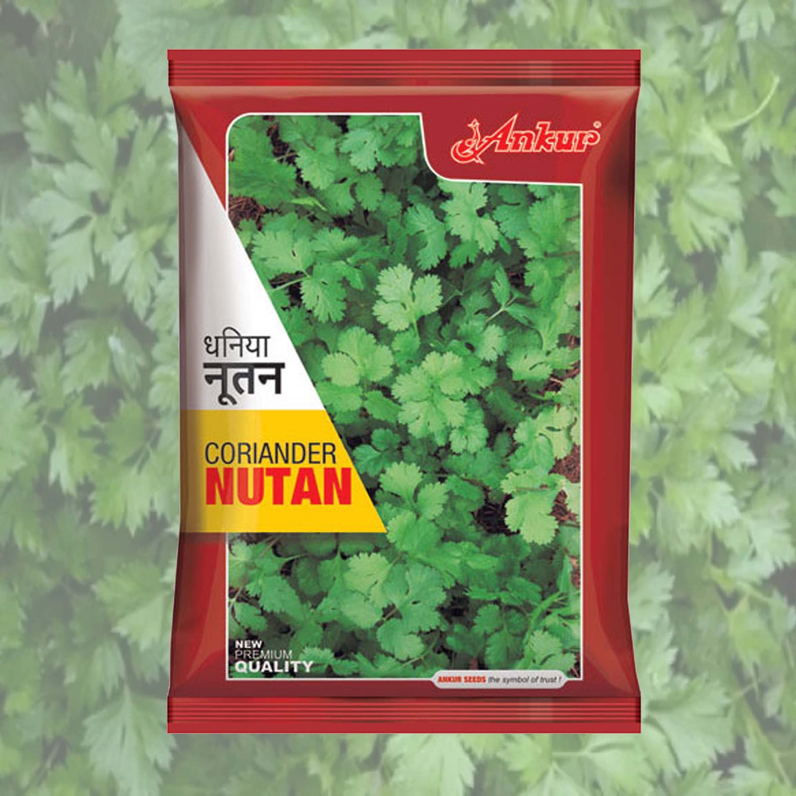 Coriander Nutan ANKUR SEEDS