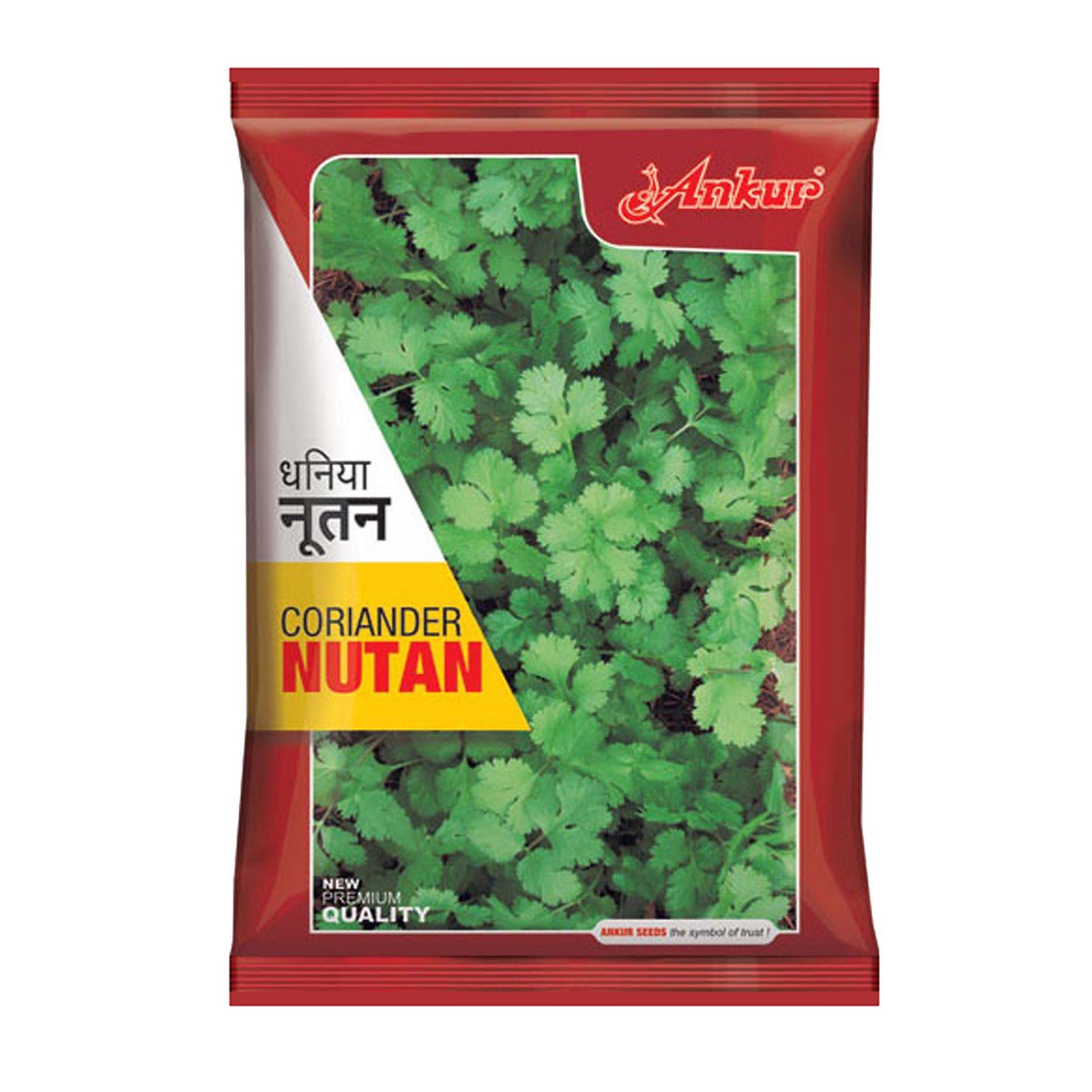 Coriander Nutan ANKUR SEEDS - Image 2