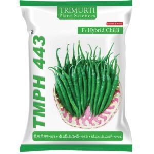 TRIMURTI CHILI 443