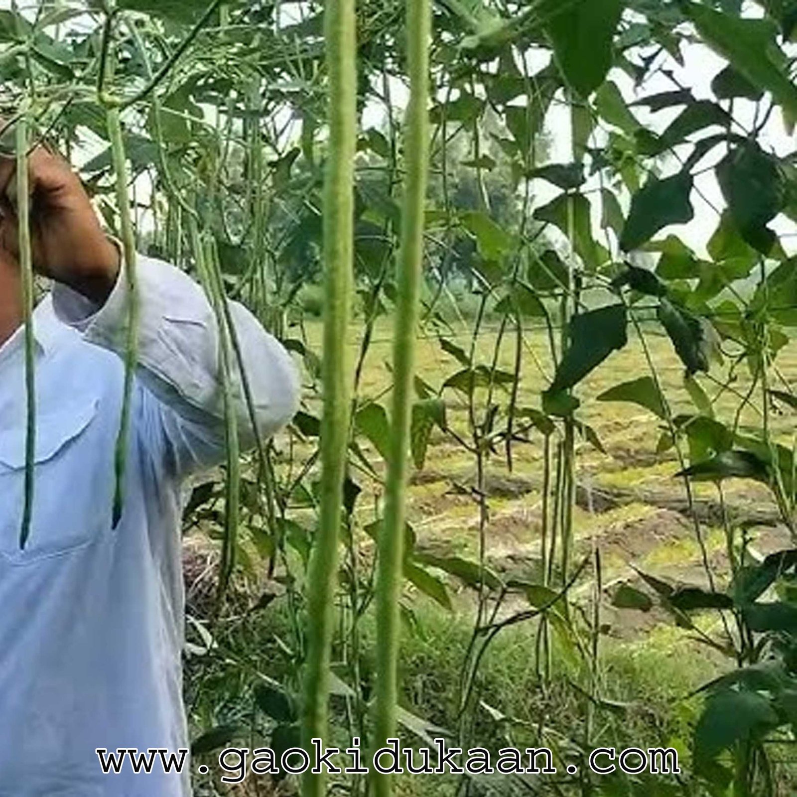 ANKUR HYBIRD LOBIA XXL SEEDS - Image 3