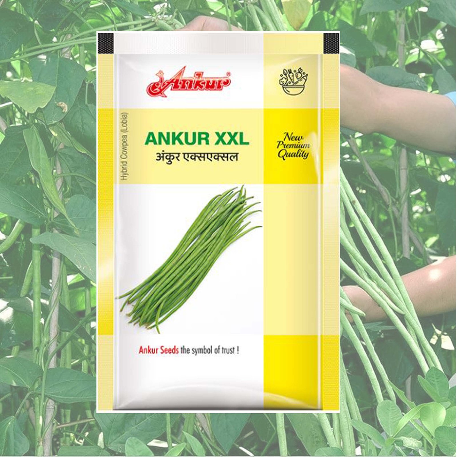 ANKUR HYBIRD LOBIA XXL SEEDS - Image 2