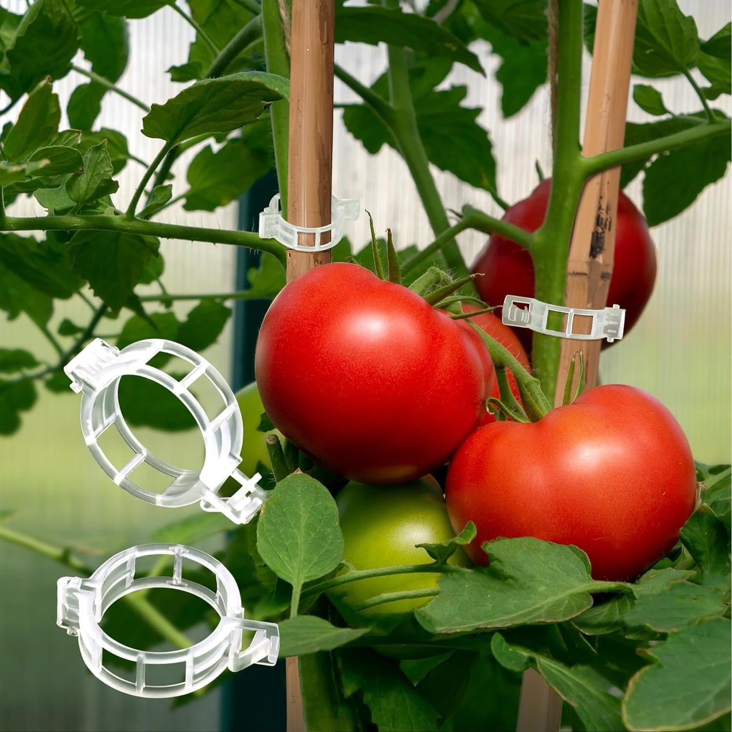 Tomato clips ( GROWIT )