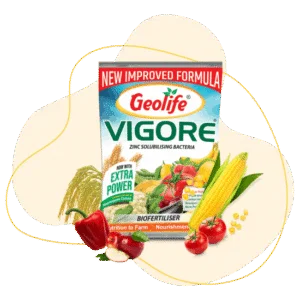 VIGORE