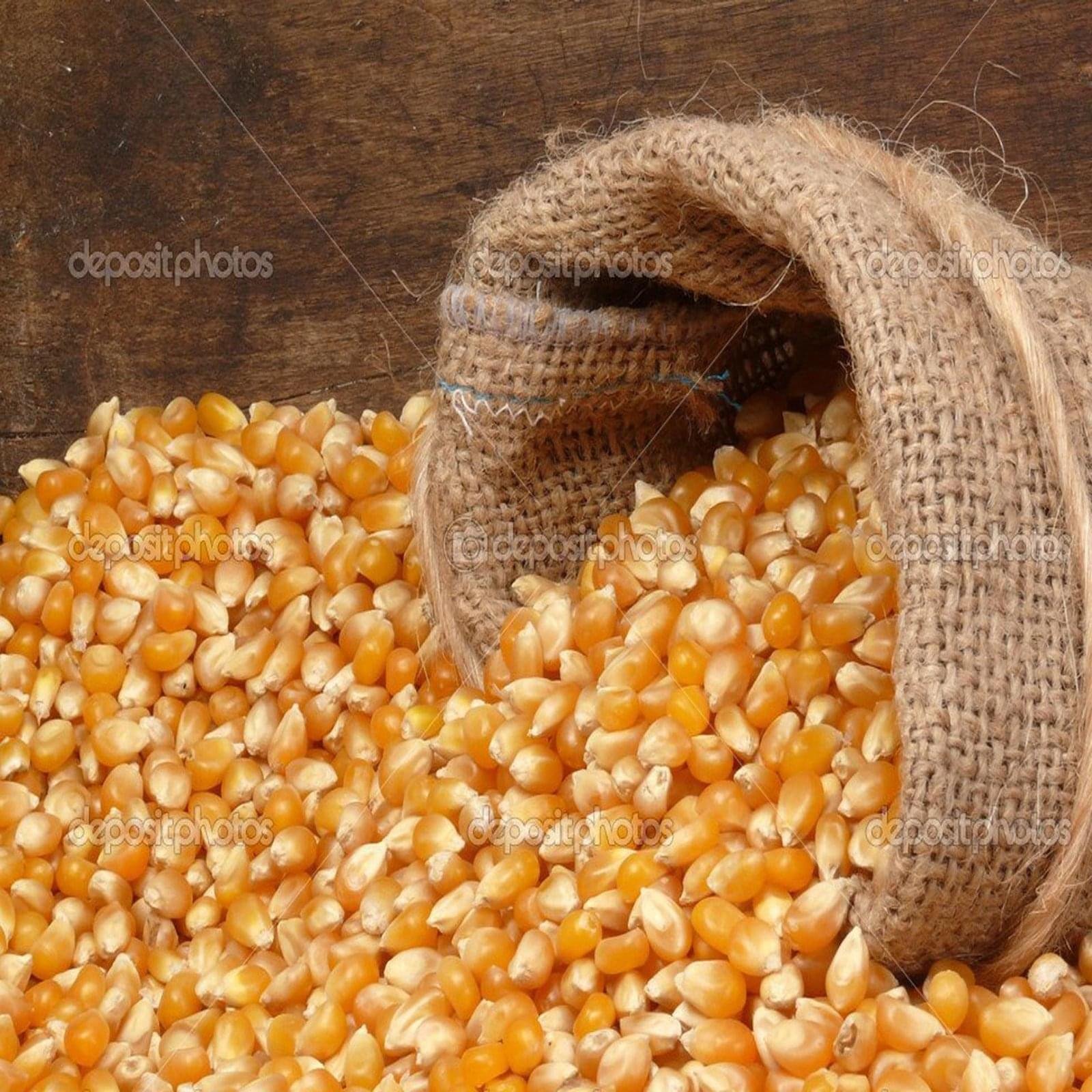 MAIZE FLOUR MAKKA AATA FRESH - Image 2