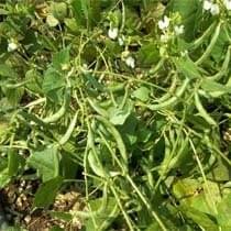 ANKUR SEEDS BEANS ARDL 183 - Image 2