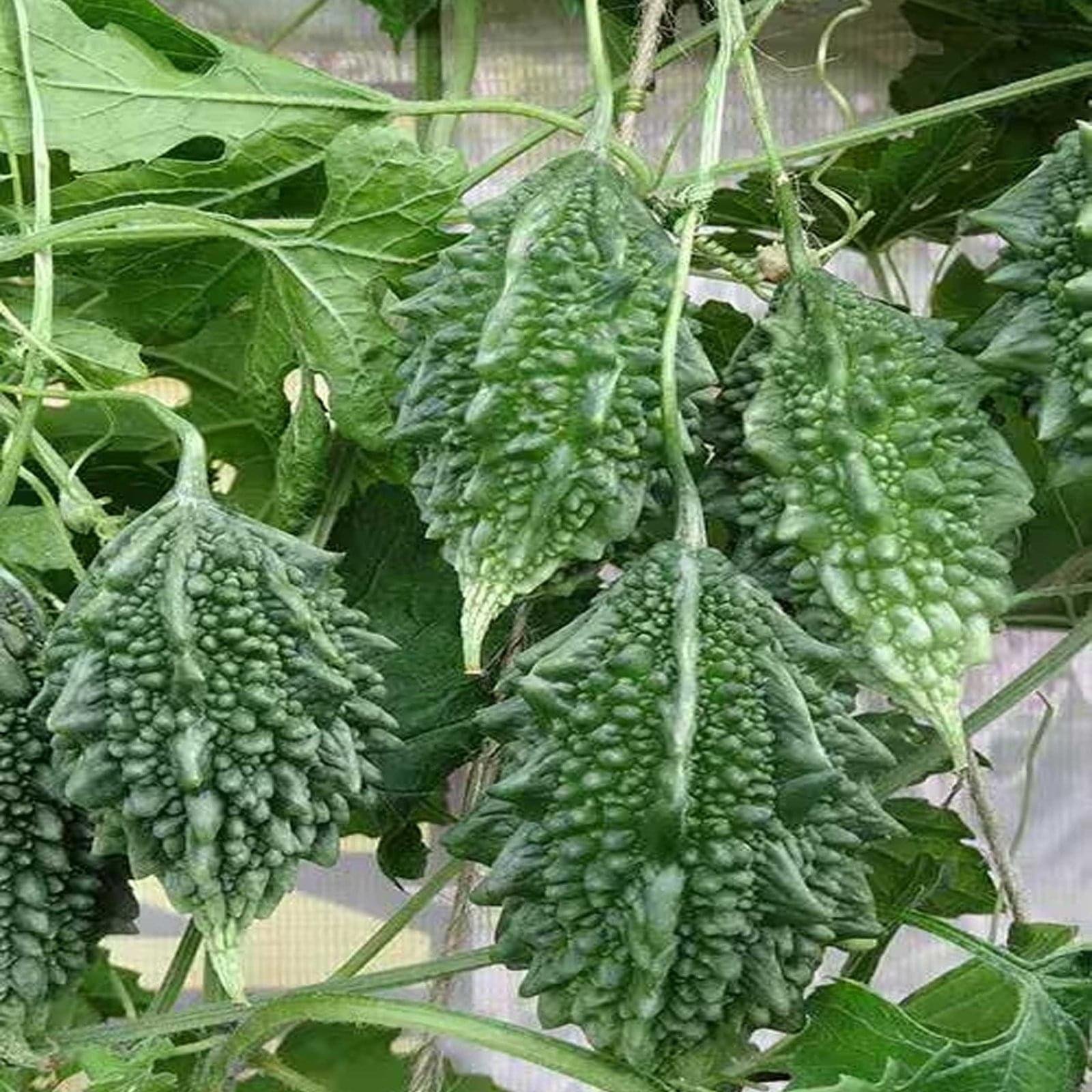 ANKUR HY. BITTER GOURD SEEMA - Image 3