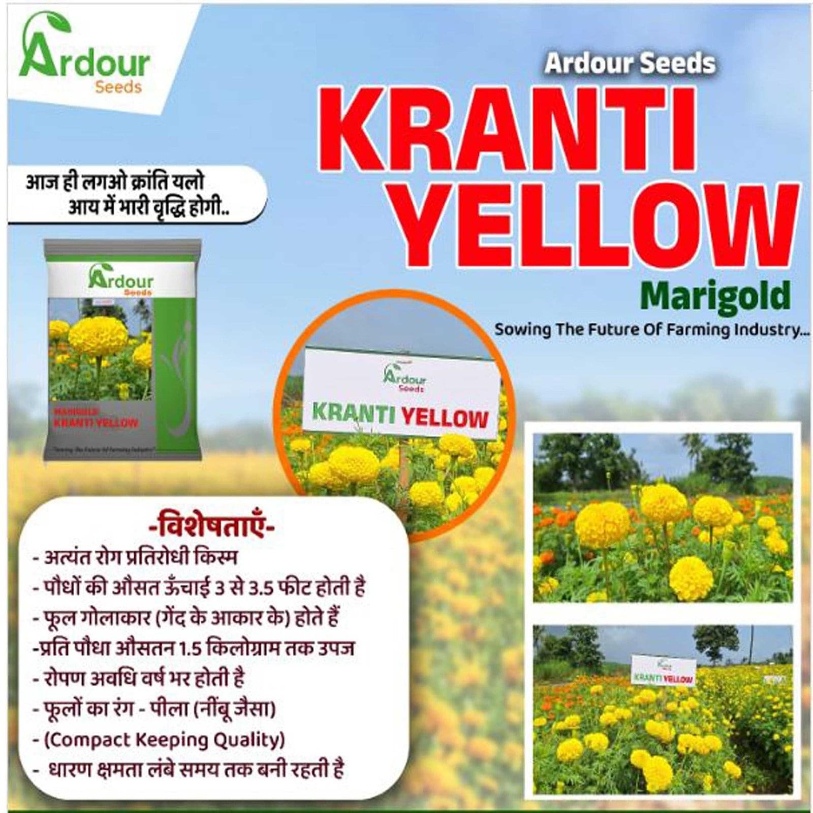 MARI GOLD KRANTI YELLOW ( ARDOUR SEEDS ) - Image 2