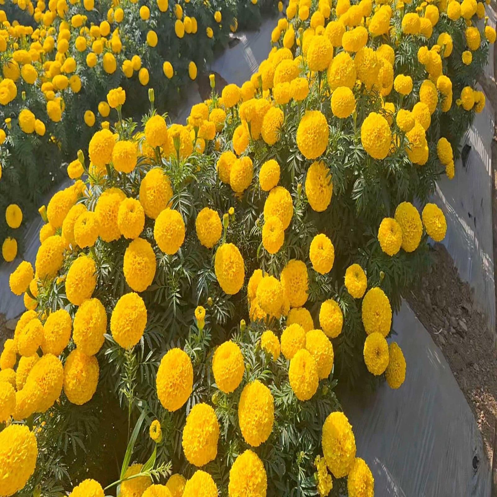MARI GOLD KRANTI YELLOW ( ARDOUR SEEDS ) - Image 3