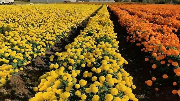 MARI GOLD KRANTI YELLOW ( ARDOUR SEEDS ) - Image 5